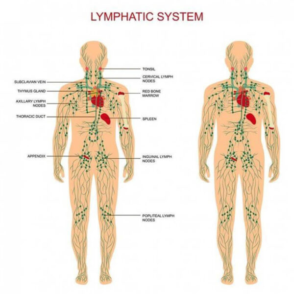 Ọgwụgwọ ahịhịa ọhụrụ Lymphatic Drainage mmanụ maka ibupu mmanụ sitere n'okike ahụ dị mkpa mmanụ 4