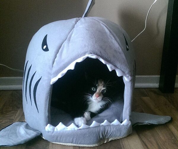 shark cat bed