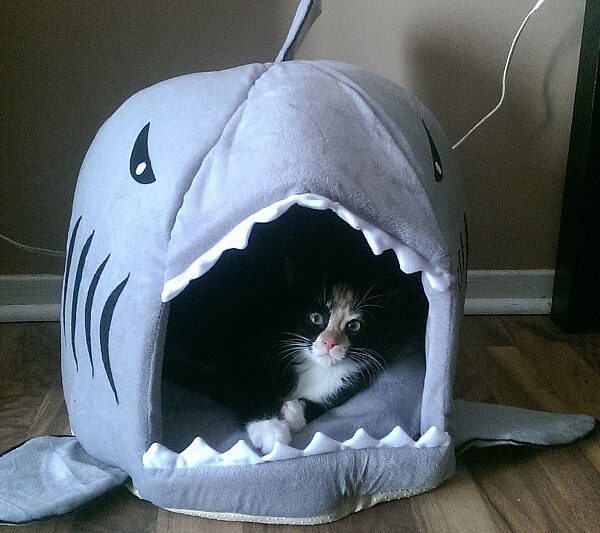 shark cat bed 640x533