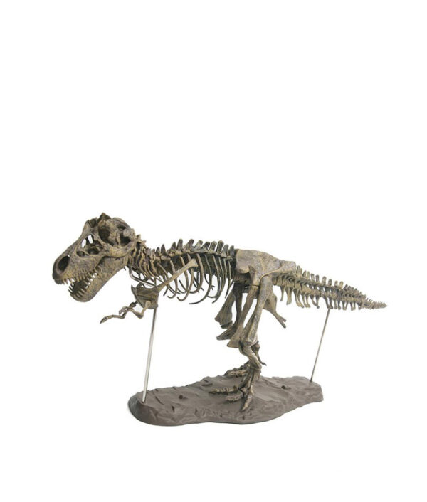 4D Tyrannosaurus Rex kasinėjimų mokslo rinkinys Iškaskite dinozaurą ir surinkite 4D skeletą senovinis gyvūnas 6