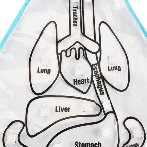 Educational Insights Toys For Children Anatomy Apron Human Body Organs Awareness Preschool Science Home School Teaching 1 1