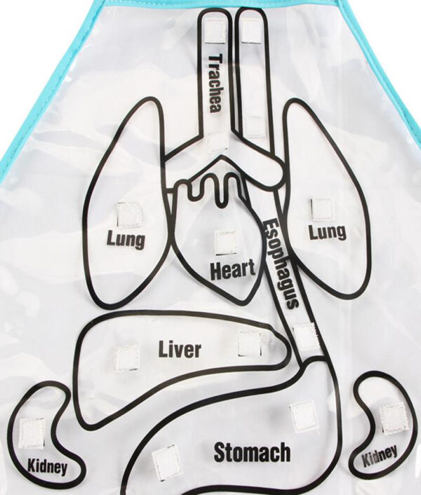 Educational Insights Toys For Children Anatomy Apron Human Body Organs Awareness Preschool Science Home School Teaching 1 1