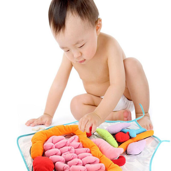 Educational Insights Toys For Children Anatomy Apron Human Body Organs Awareness Preschool Science Home School Teaching 4 1