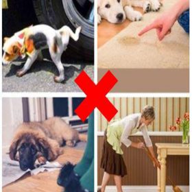Potty Training Aid - image 4