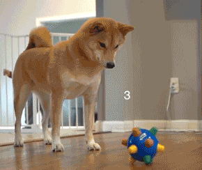 jumping ball for dogs