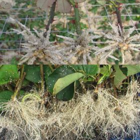 Rapid Rooting Powder - image 3