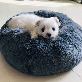 dog bed price