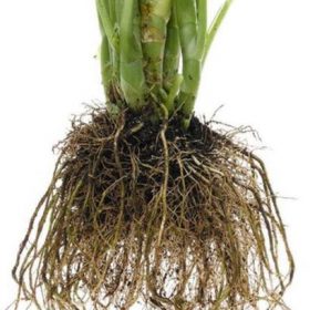Rapid Rooting Powder - image 5