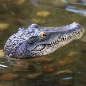 Floating Crocodile Head - image 3