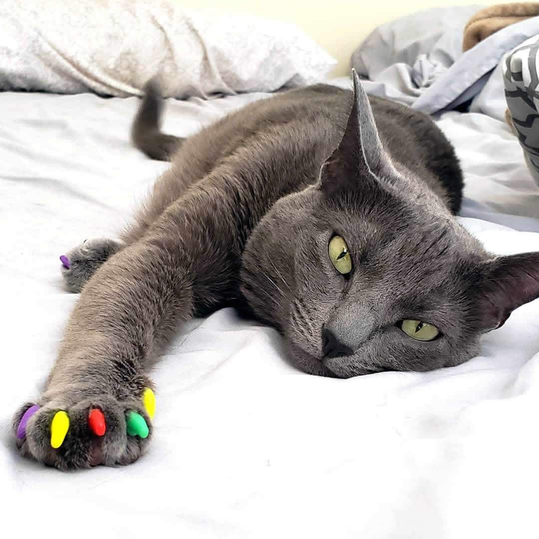 Claw Caps For Cats petfinder