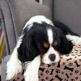 Reusable Dog Pee Pad - image 1