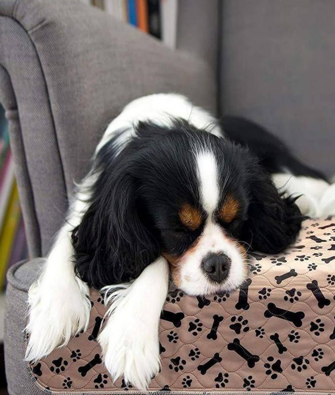 Reusable Dog Pee Pad