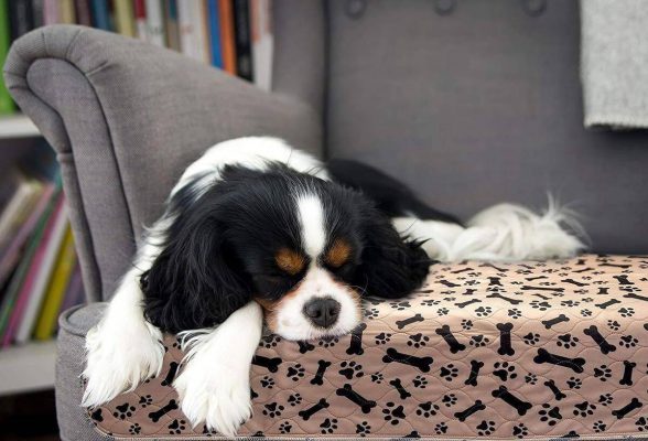 Reusable Dog Pee Pad, Reusable Dog Pee Pad