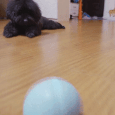 motion dog ball