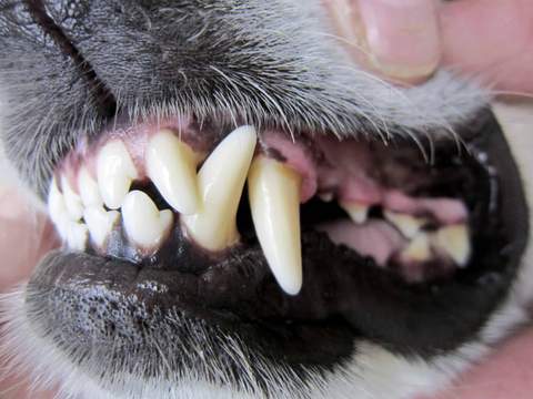 , Pet Breath Freshener