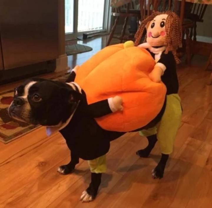 Dog Pumpkin Halloween Costume - Image 5