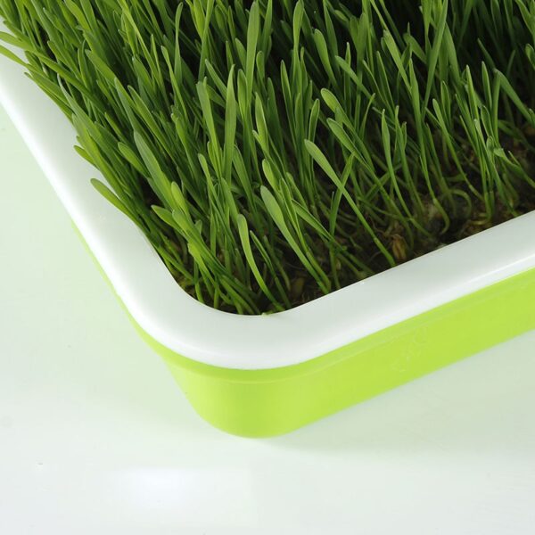 Seed Sprouter Tray BPA Free PP Soil Free Big Capacity Healthy Wheatgrass Grower with Cover Seedling 3