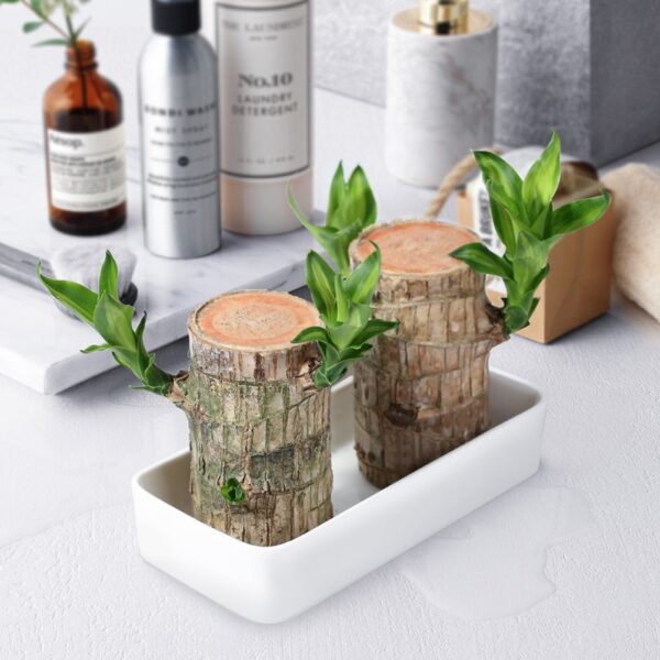 Mini plante hydroponique en pot porte-bonheur Badan du brésil, Mini plante d'intérieur, bureau, décoration de la maison 1