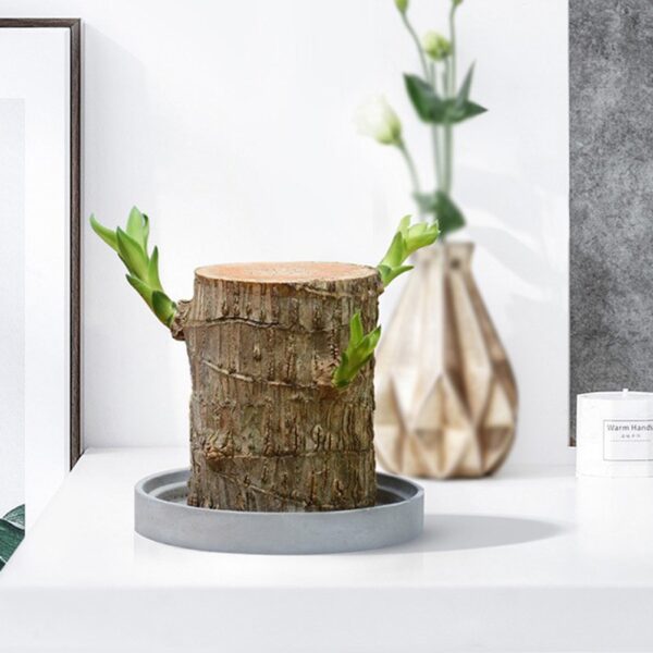 Mini Brazil Lucky Badan Wood Hydroponic Potted Plant Stump Mini Tipu Roto Office Papamahi Whakapaipai Whare 2