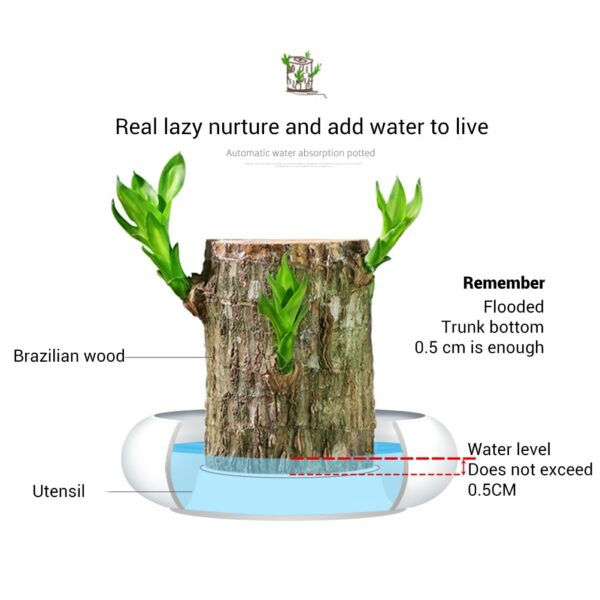 Mini Brasil Lucky Badan Wood Hydroponisk potteplantestubbe Miniplante Innendørs kontor skrivebord hjemmedekorasjon 3