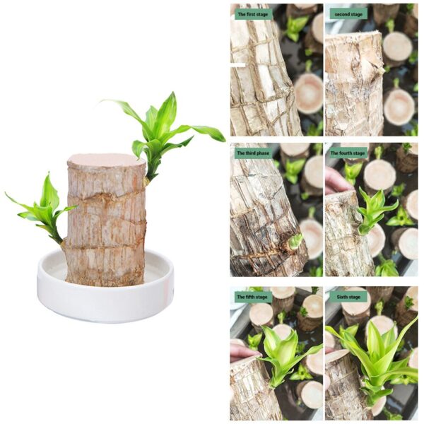 I-Mini Brazil Lucky Badan Wood Hydroponic Potted Plant Isiphunzi Esincane Isitshalo Sangaphakathi Sehhovisi Ledeskithophu Yehhovisi Umhlobiso Wasekhaya 4