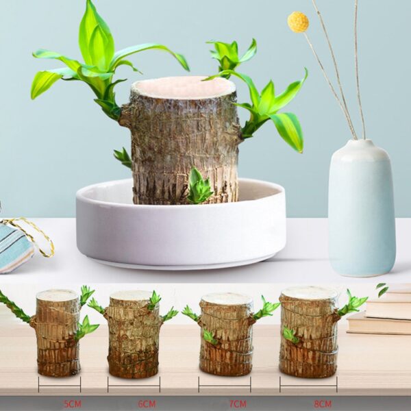 Mini plante en pot hydroponique porte-bonheur Badan du brésil, Mini plante d'intérieur, bureau, décoration de la maison