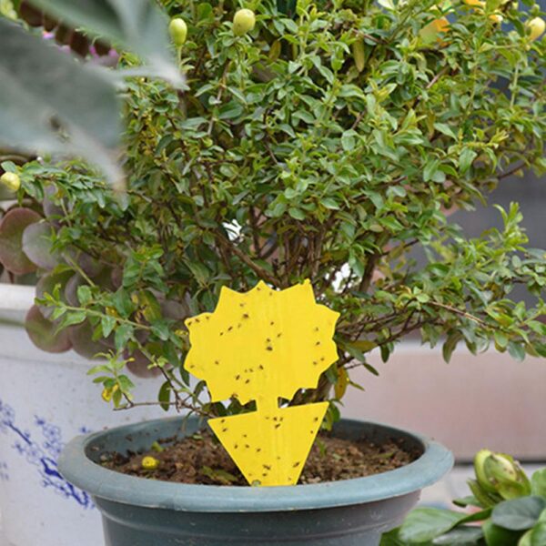 Yellow Butterfly Shape Double sided Sticky Board Plant Flowers and Vegetables Mosquito Flies Trap Board Insect 3