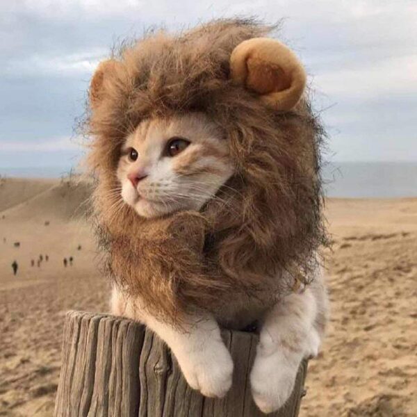 Funny Clothes For Cats Lion Mane Cat Costume Lion Hair Wig Cap Dog Costumes for Small