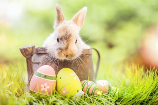 ایسٹر مبارک ہو