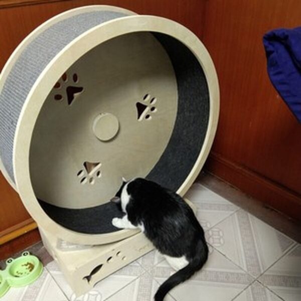 Cat Honeypot Pet Sports Weight Loss Treadmill Smooth Large Roller Wooden Cat Climbing Frame Magic Paste 1