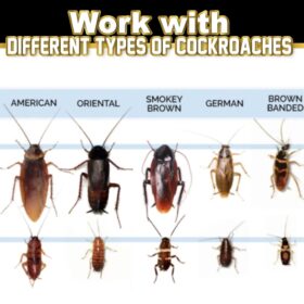 Reusable Cockroach Trap - image 3