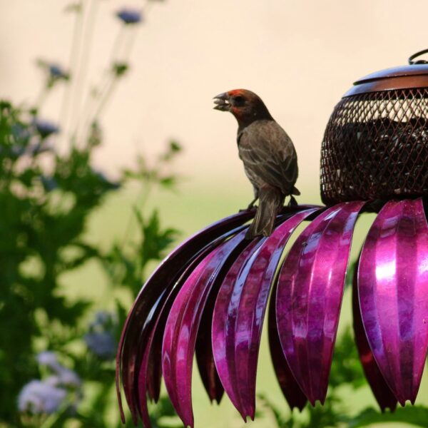 Sensation Pink Coneflower Noog Feeder Qhov rai Garden Paj Noog Feeder Sab nraum zoov Vaj Tsev Lawn Kho Kom Zoo Nkauj Picaflor 5