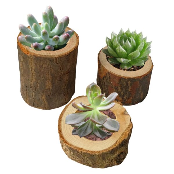 Creative Wooden Candlestick Succulent Plant Pot Tray Candle Holder Table Desktop Decoration Rustic Thanksgiving Decor Indoor 3