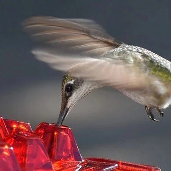 Easy To Clean Best Hummingbird Feeders Hummingbird Feeder With And Built in Ant Moat for Outdoors 3