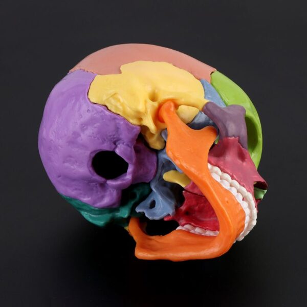 1 Color Adult Skull 4D Disassembled Included 15 Pcs Parts Anatomical Model Detachable Teaching Tool Lifesize 1