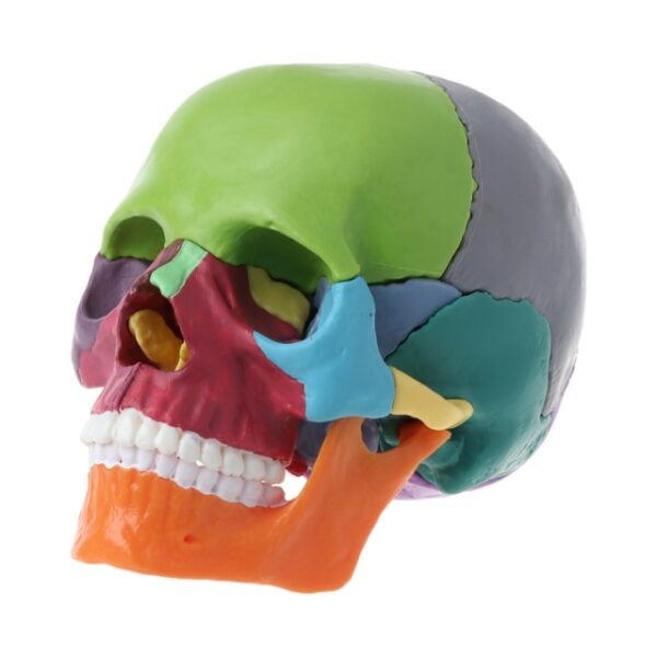 1 boja lubanje odrasle osobe 4D rastavljeno uključeno 15 komada dijelova anatomski model odvojivi alat za poduku Lifesize 1.jpg 640x640 1