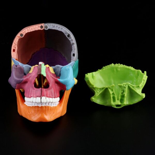 1 Color Adult Skull 4D Disassembled Included 15 Pcs Parts Anatomical Model Detachable Teaching Tool Lifesize 3