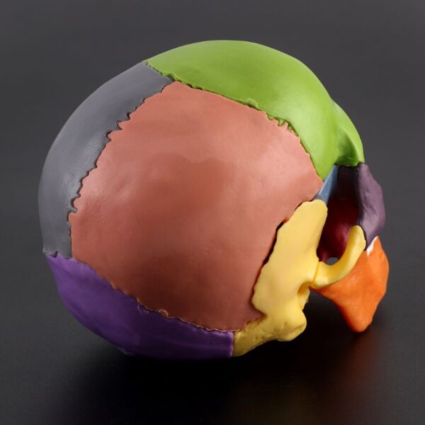 1 Color Adult Skull 4D Disassembled Included 15 Pcs Parts Anatomical Model Detachable Teaching Tool Lifesize 4