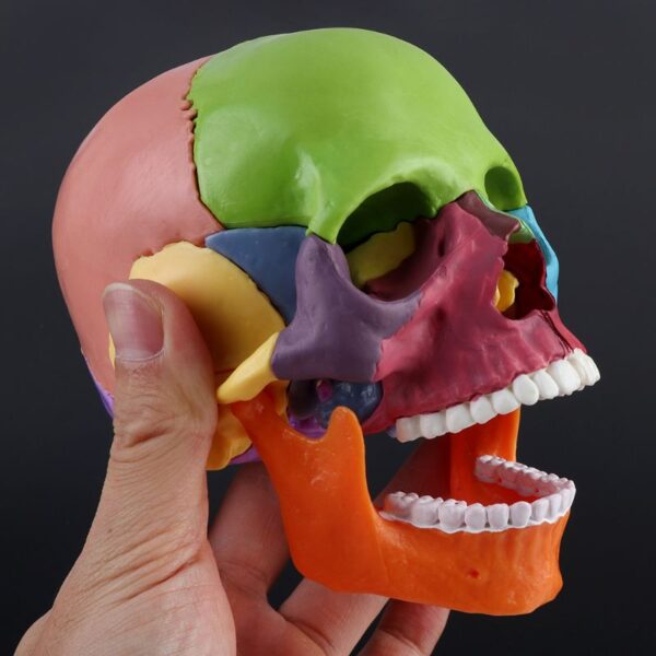 1 Color Adult Skull 4D Disassembled Included 15 Pcs Parts Anatomical Model Detachable Teaching Tool Lifesize