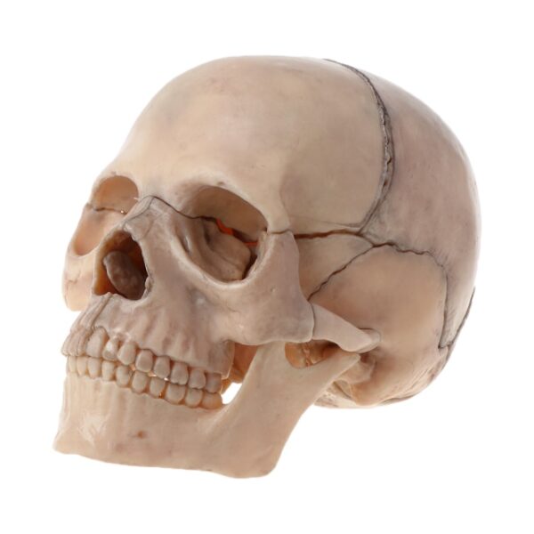 1 Color Adult Skull 4D Disassembled Included 15 Pcs Parts Anatomical Model Detachable Teaching Tool