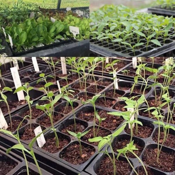 5 kompleta plastični lonac za rasadnik 12 rupa kutija za sadnju sjemena za uzgoj staklenika za sadnju vrtna posuda za sjeme 4