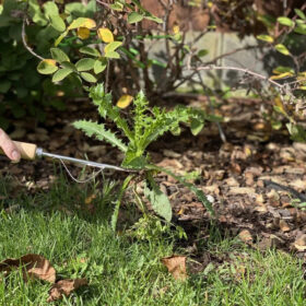 Weed Collector - image 5