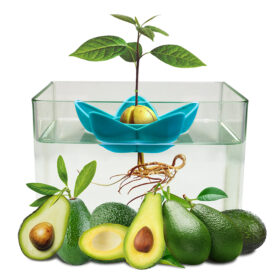 Avocado Tree Planter - image 2