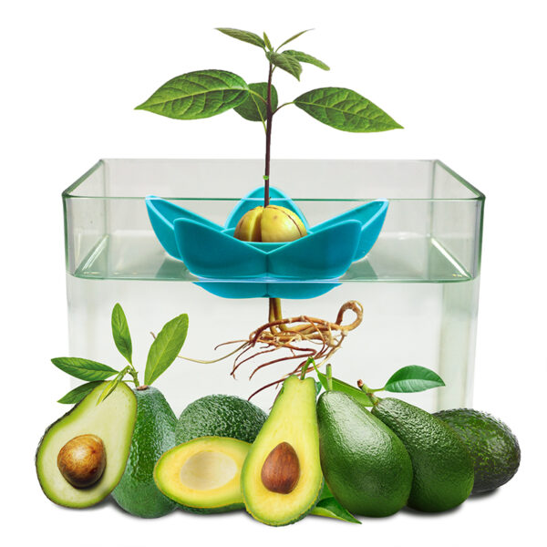 Planting Bowl Plant Indoor Kitchen Garden Gift Practical Gardening Avocado Tree Growing Kit Avocado Festivel Gifts 1