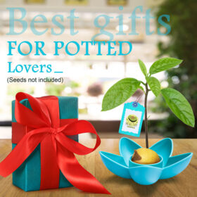Avocado Tree Planter - image 6