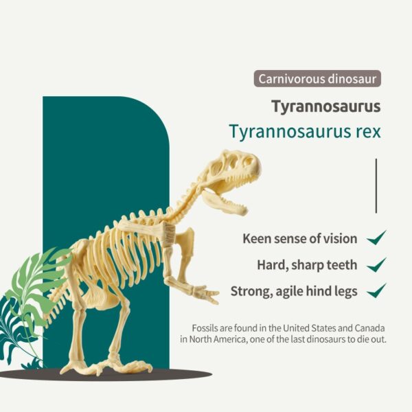 Fosil Dinosaurus Toolkit Penggalian Arkeologi Mainan Jurassic World Model Kerangka Dinosaurus Ilmu Pendidikan Mainan untuk Anak 2