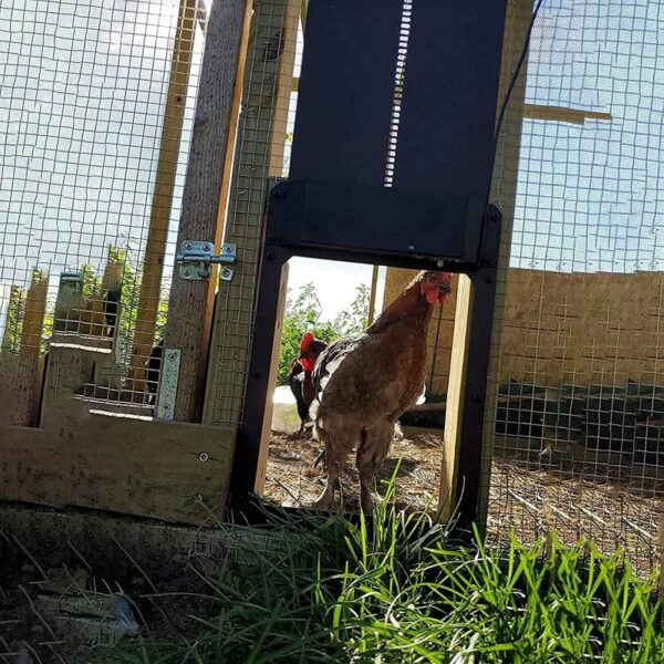 Ușă automată pentru puii de găină Ușă automată pentru puii, sensibilă la lumină, animale de companie practice și de înaltă calitate 3