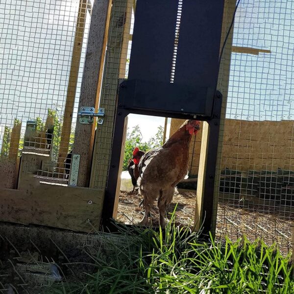 Awtomatikong Kulungan sa Manok nga Pultahan Sensitibo sa kahayag Awtomatikong Pultahan sa Balay sa Manok Taas nga Kalidad Ug Praktikal nga Mga Alaga sa Manok 3